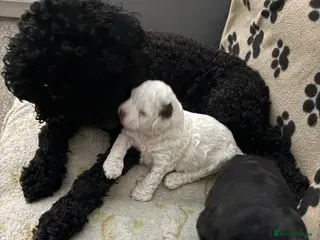 Mixed Breed dogs Cockapoo x Shihpoo male puppies in Gainsborough - Advert 2