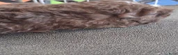 Guinea Pig rodents for sale: Beautiful Texel and Merino boars  - Advert 5