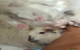 Ragdoll cats for sale: Ragdolls kittens 2 girls & 3 boys  - Image 30
