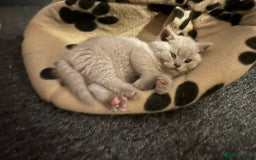 British Shorthair cats for sale: Stunning lilac BSH  - Image 34