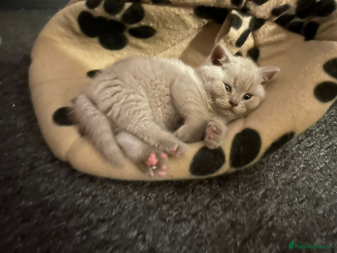 British Shorthair cats for sale: Stunning lilac BSH  - Image 34