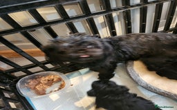 Shih Tzu dogs for sale: Imperial shih Tuz - Advert 6