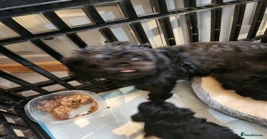 Shih Tzu dogs Imperial shih Tuz - Advert 3