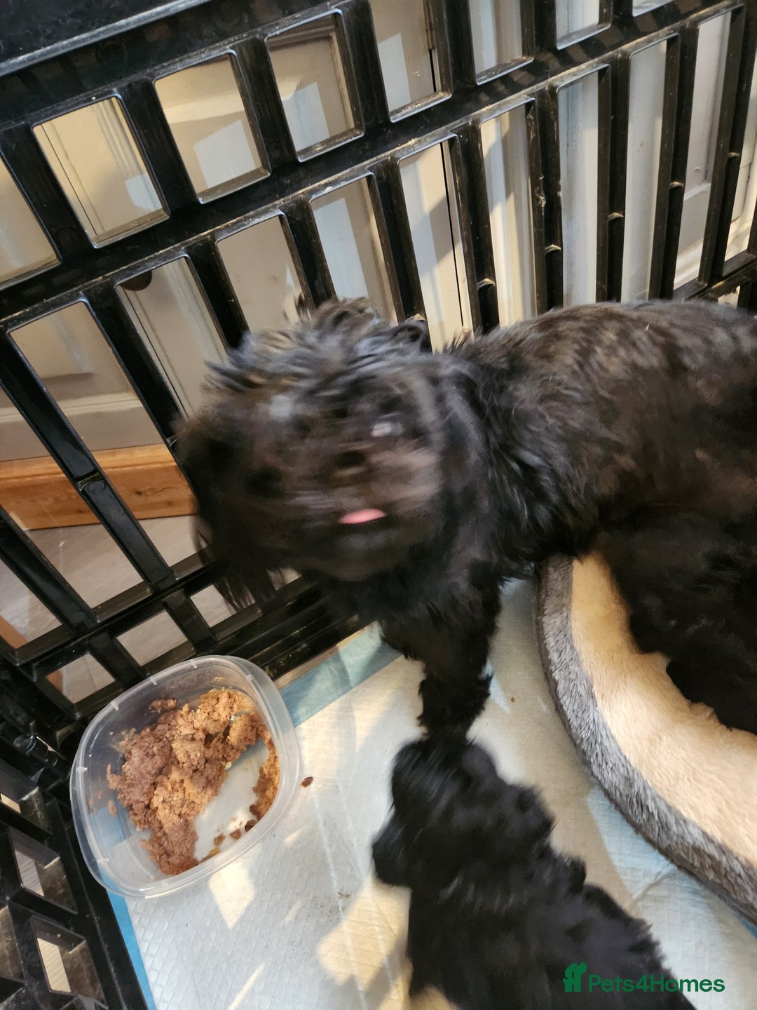 Shih Tzu dogs for sale: Imperial shih Tuz - Advert 6