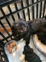 Shih Tzu dogs Imperial shih Tuz - Advert 3