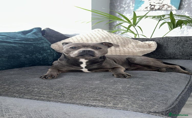 Staffordshire Bull Terrier dogs - Advert 2