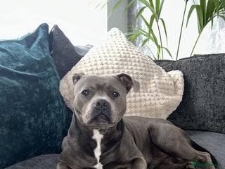 Staffordshire Bull Terrier dogs - Advert 6