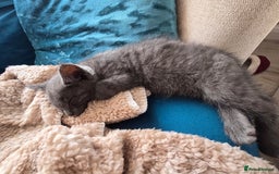 Mixed Breed cats for sale: Beautiful boy - Image 5