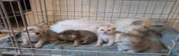 Persian cats for sale: Chinchilla Persian silver tipped kitten's  - Advert 8