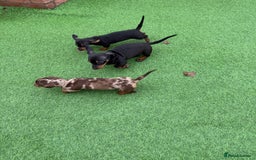 Miniature Dachshund dogs for sale: Beautiful dachshund puppies  - Advert 4