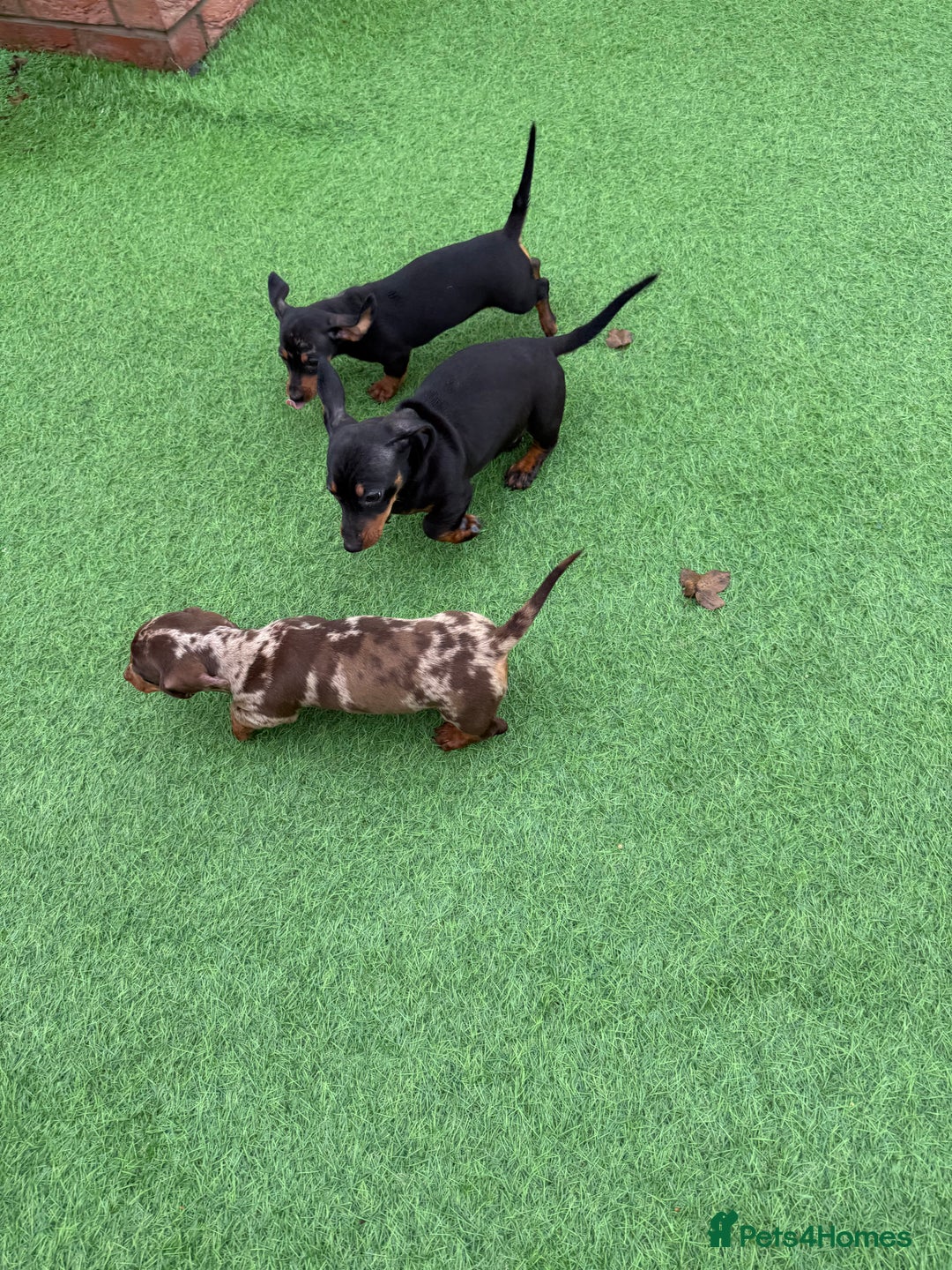 Miniature Dachshund dogs for sale: Beautiful dachshund puppies  - Advert 4