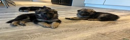 German Shepherd dogs for sale: German Shepherd  - Advert 5