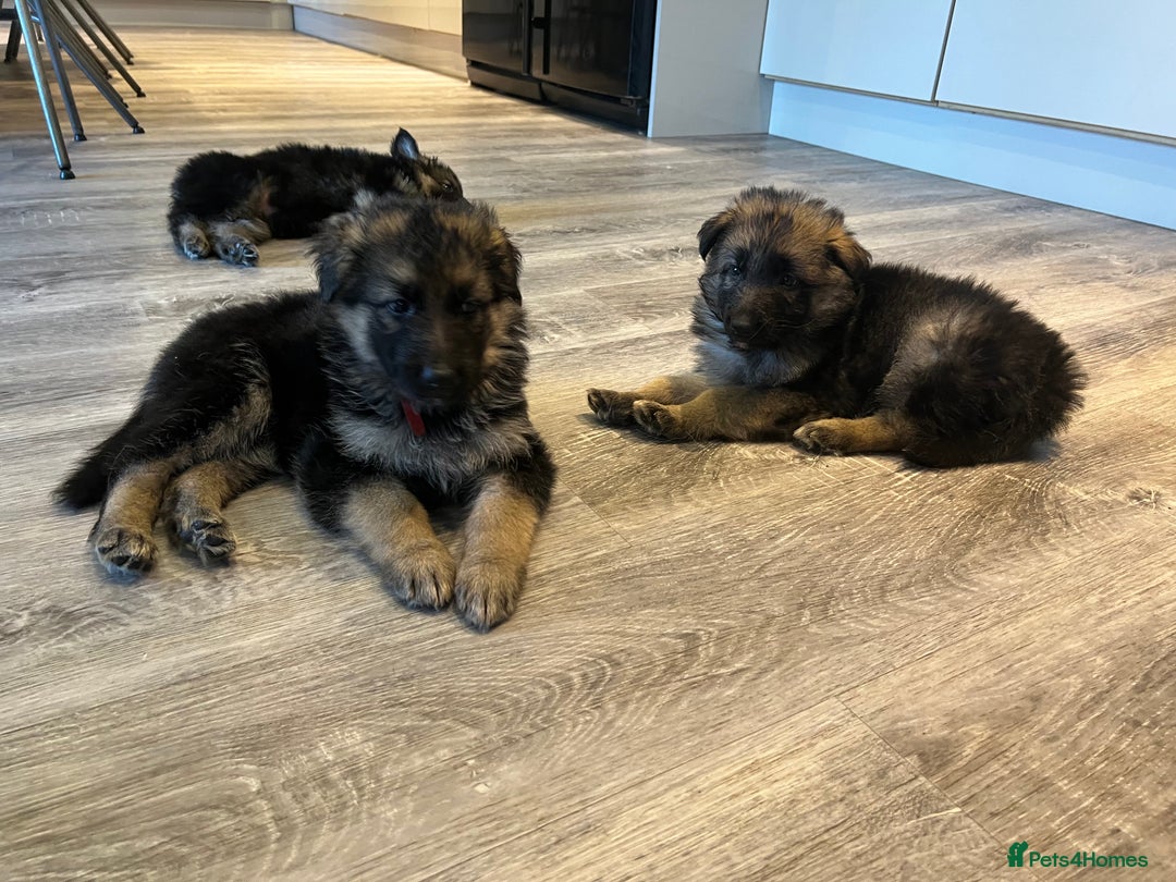 German Shepherd dogs for sale: German Shepherd  - Advert 5