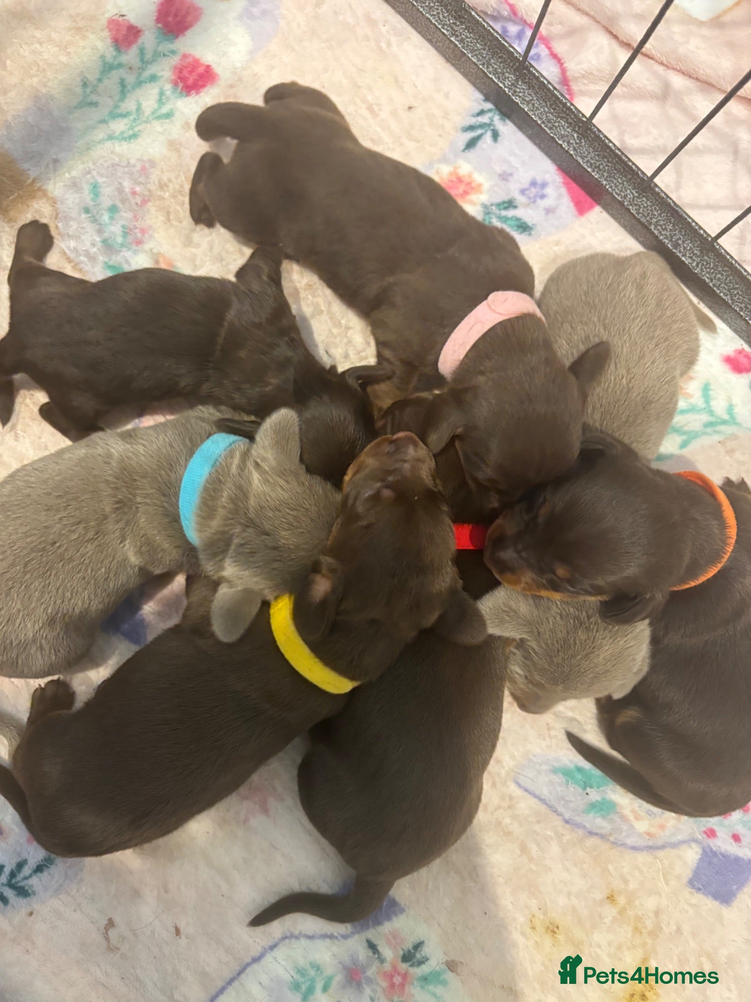 Miniature Dachshund dogs Miniature Dachshund KC Puppies – 5 Girls & 2 Boys - Advert 10