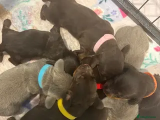 Miniature Dachshund dogs Miniature Dachshund KC Puppies – 5 Girls & 2 Boys - Advert 1