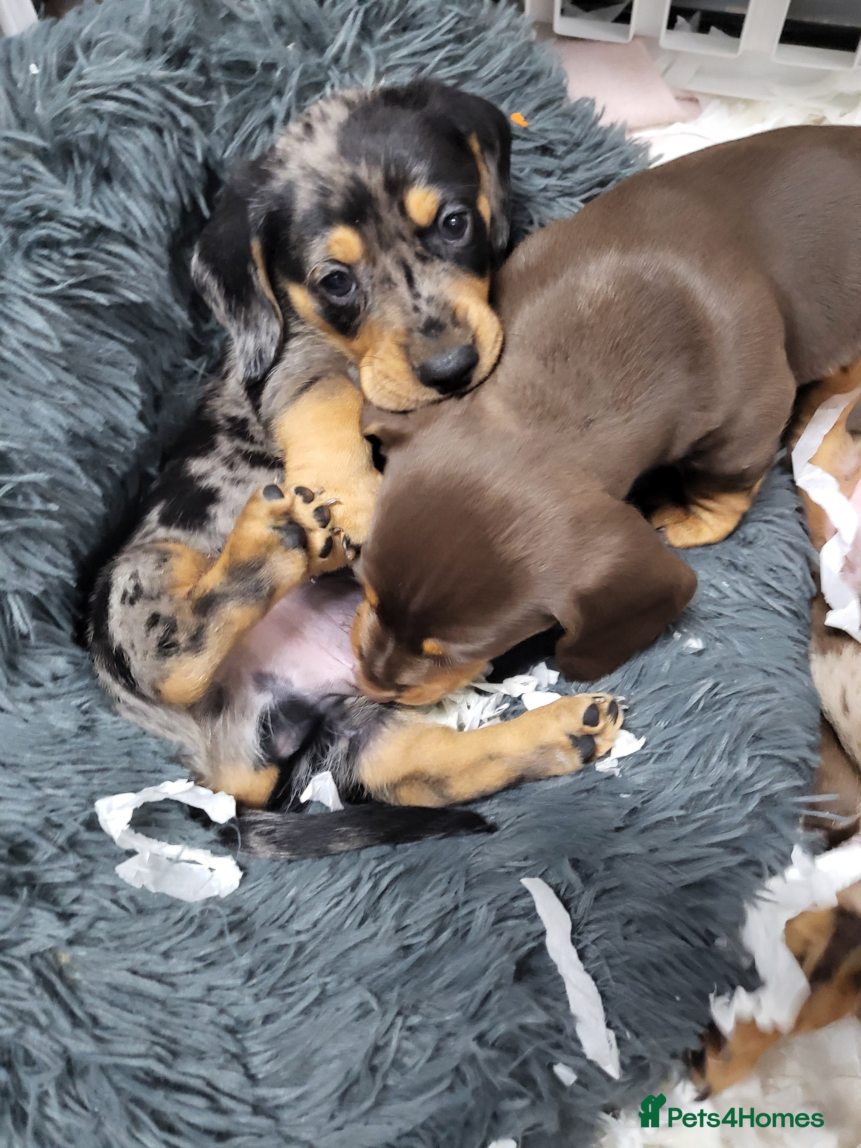 Dachshund dogs Litter of four beautiful dachshunds - Advert 16