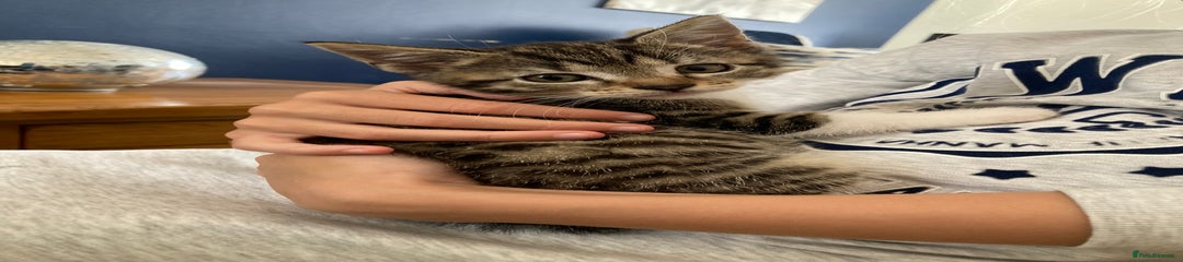 Mixed Breed Kitten 4