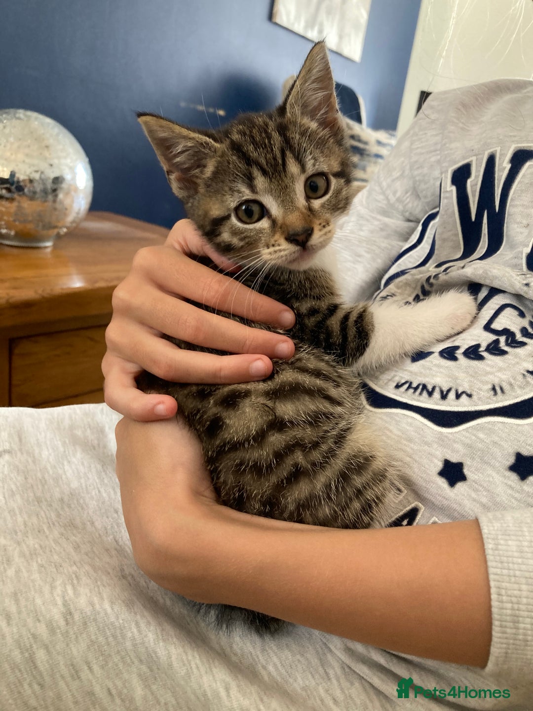 Mixed Breed cats for sale: Beautiful kittens - Image 2