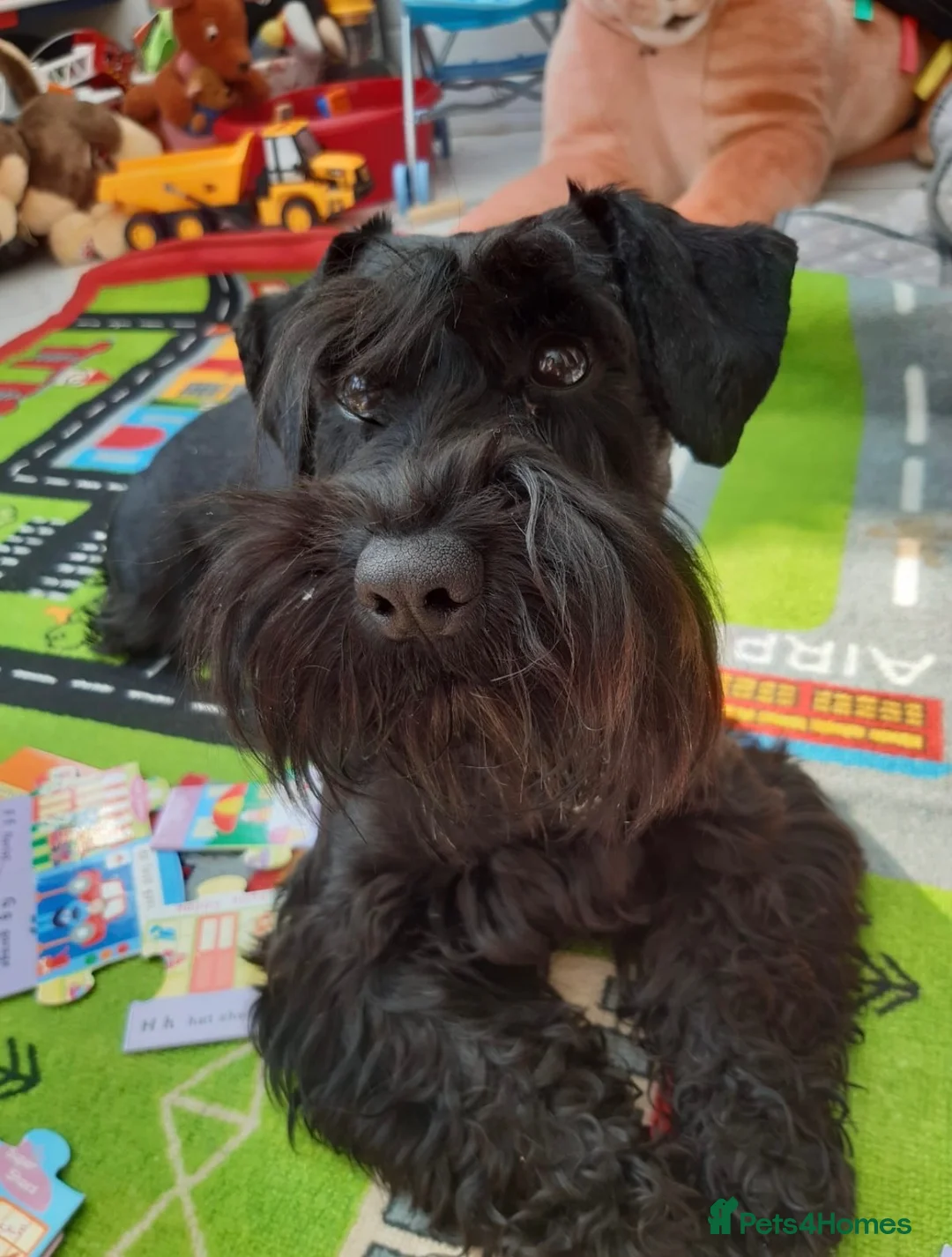 Miniature Schnauzer dogs for sale: Stunning litter of Miniature Schnauzers - Advert 2