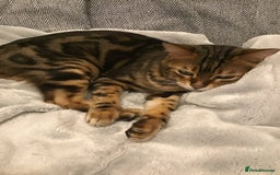 Bengal cats for sale: 🐾 Bengal Cat Alfie Looking for Forever Home 🐾 - Image 8