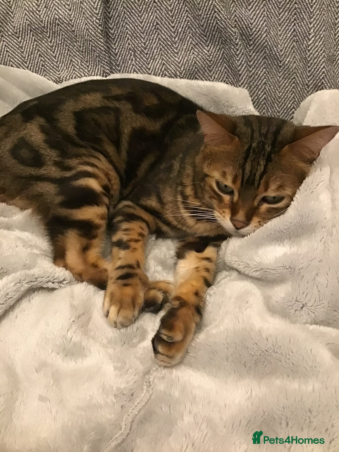 Bengal cats for sale: 🐾 Bengal Cat Alfie Looking for Forever Home 🐾 - Image 8