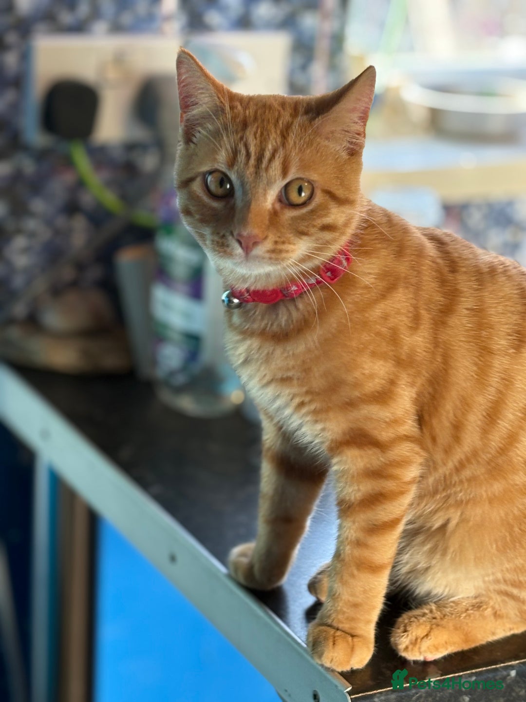 Domestic Shorthair cats for sale: Beautiful 6 month old ginger tabby male. - Advert 1