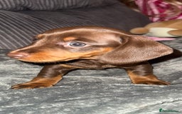 Miniature Dachshund dogs for sale: ‼️ READY NOW‼️ Miniature smooth hair dachshund - Image 7