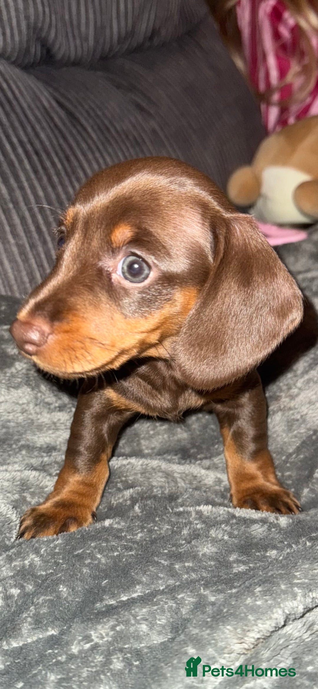 Miniature Dachshund dogs for sale: ‼️ READY NOW‼️ Miniature smooth hair dachshund - Image 7