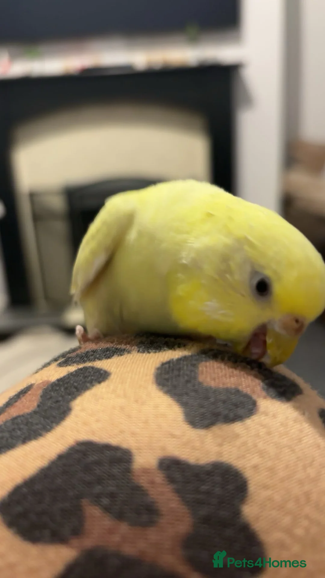 Budgerigars birds for sale: Budgie  in Halesowen - Advert 2