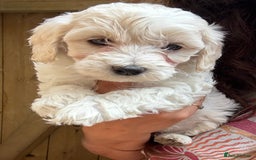 Maltipoo dogs for sale: 🌟 RARE COLOURED MALTIPOO PUPPIES 🌟 - Image 5