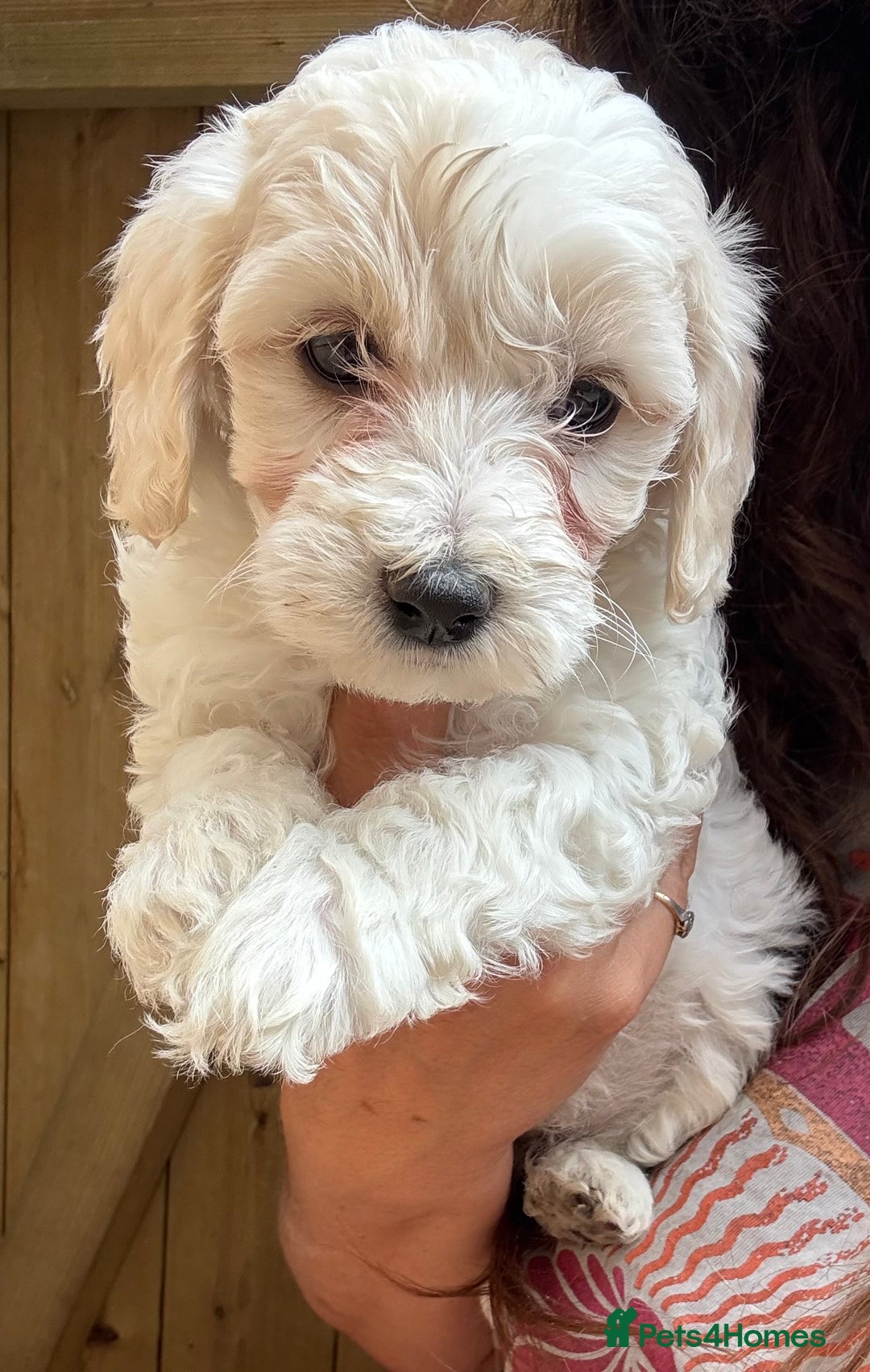 Maltipoo dogs for sale: 🌟 RARE COLOURED MALTIPOO PUPPIES 🌟 - Image 5
