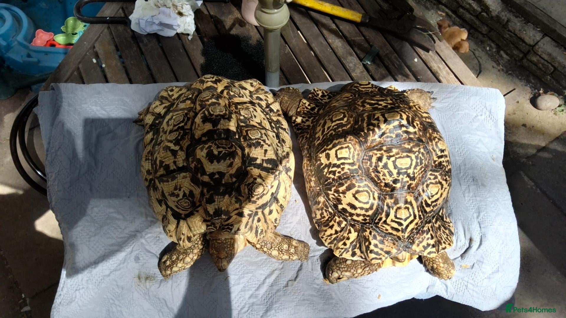 Tortoise reptiles Leopard adult female egg laying tortioses  - Advert 1