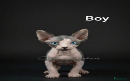 Sphynx cats for sale: Blue Eyes sphynx kittens GCCF and TICA  - Image 2