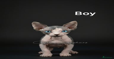 Sphynx cats - Advert 1