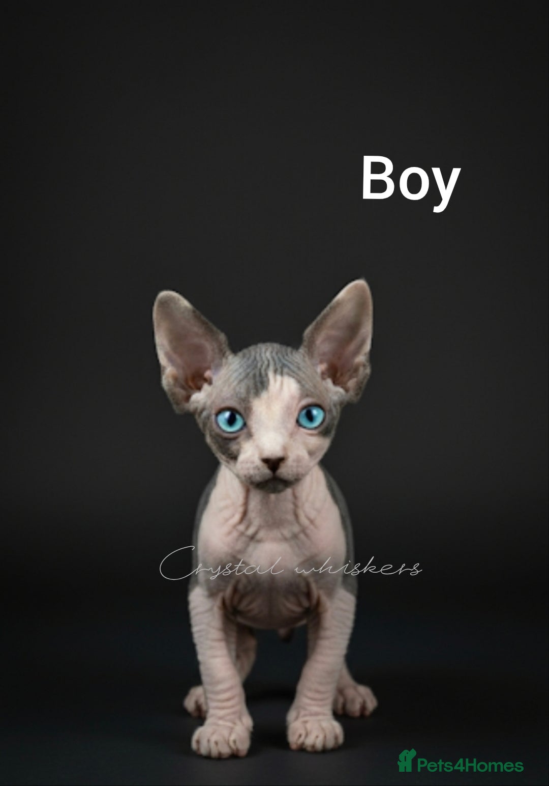 Sphynx cats for sale: Blue Eyes sphynx kittens GCCF and TICA  - Image 2