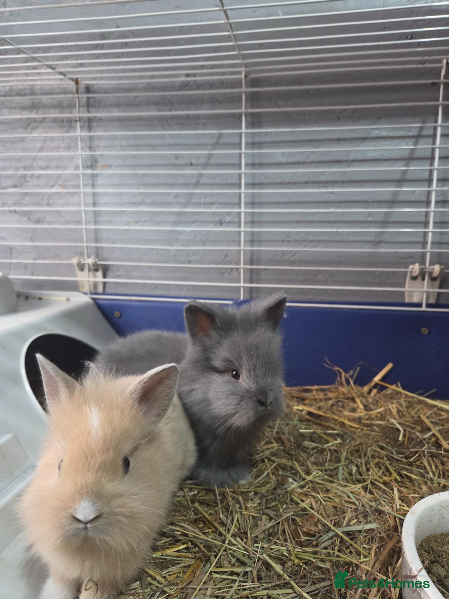Lionhead rabbits Adorable baby lion heads - Advert 2