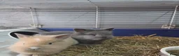 Lionhead rabbits for sale: Adorable baby lion heads - Advert 2