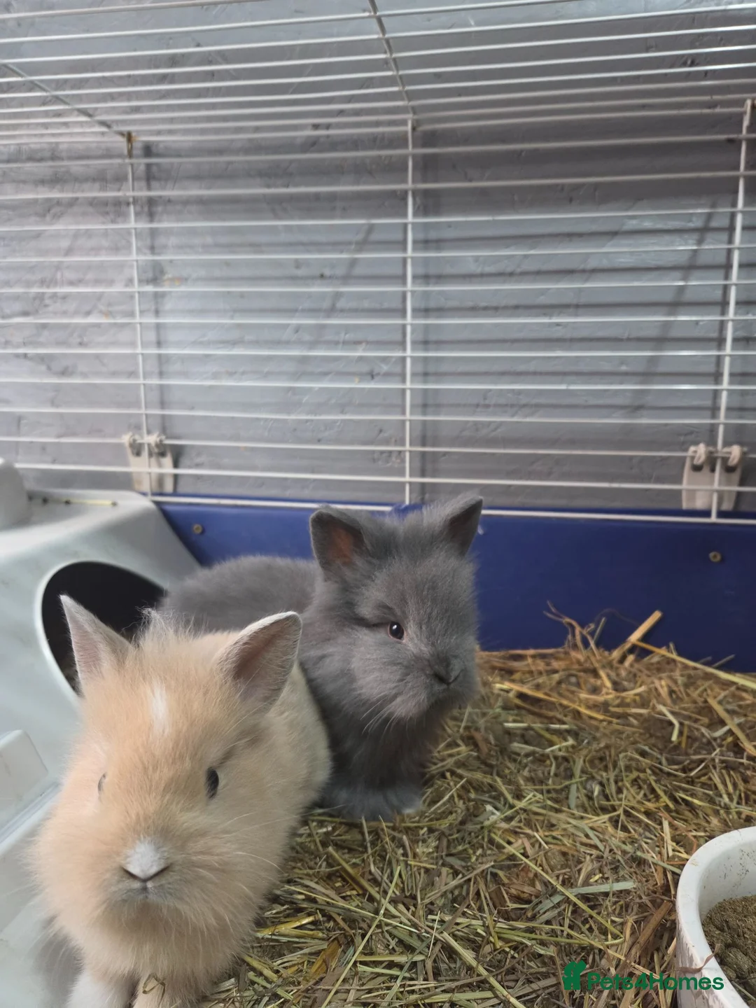Lionhead rabbits for sale: Adorable baby lion heads - Advert 2