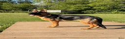 German Shepherd dogs for sale: Female German Shepherd - Advert 1