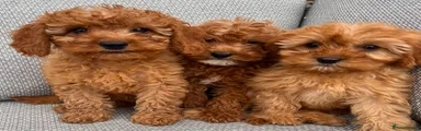 Cavapoo 3