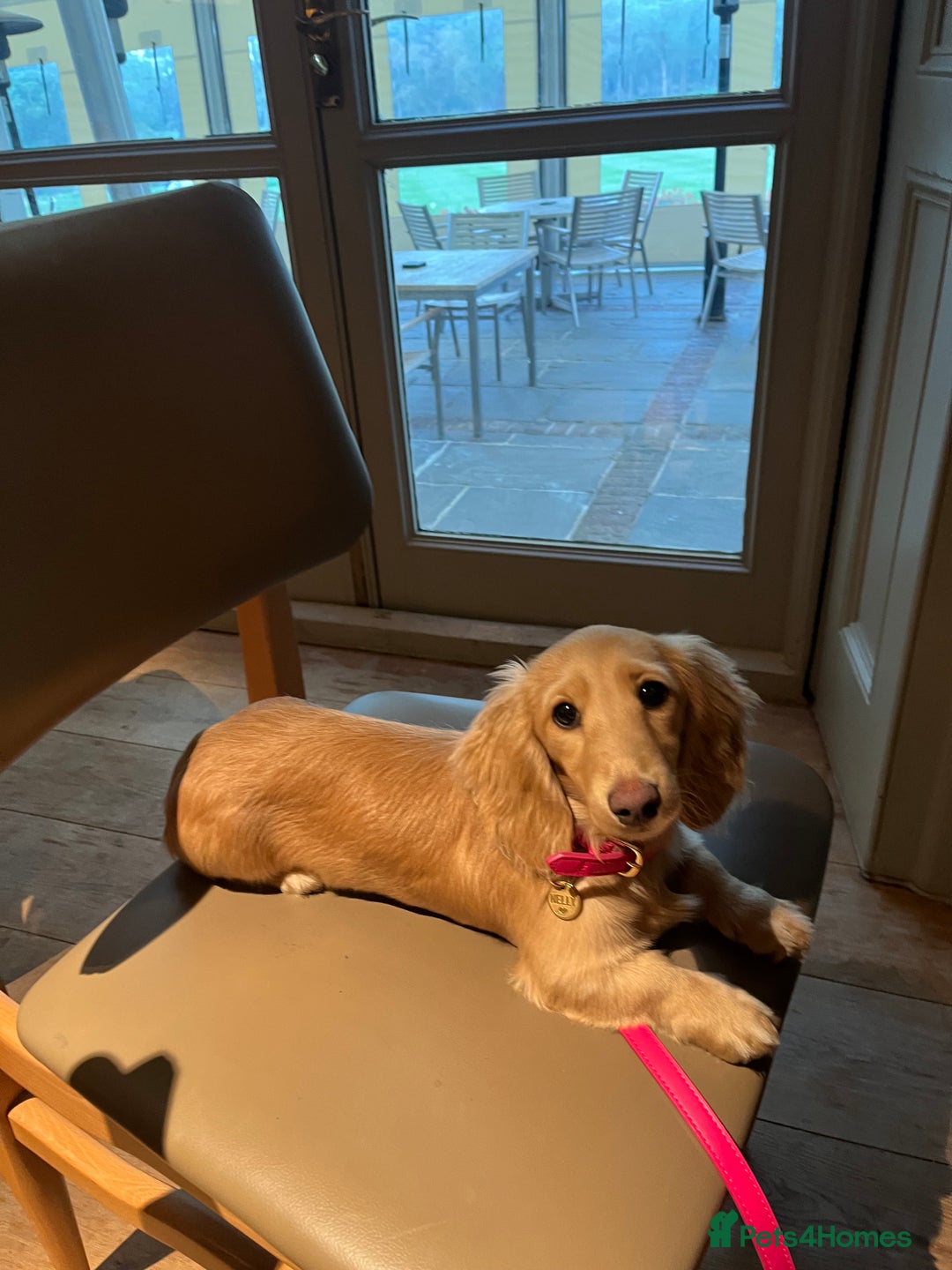 Miniature Dachshund dogs for sale: Cream KC reg miniature dachshund - Advert 4