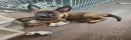 Mixed Breed dogs for sale: Belgian Malinois X Dutch Herder puppies.  - Advert 5