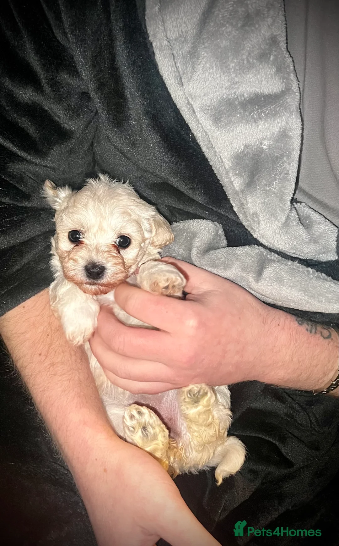 Maltipoo dogs for sale: STILL AVAILABLE!!! Stunning F1 Maltipoos  - Advert 18