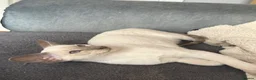 Siamese cats for sale:  Gccf registered Siamese’s  - Advert 4