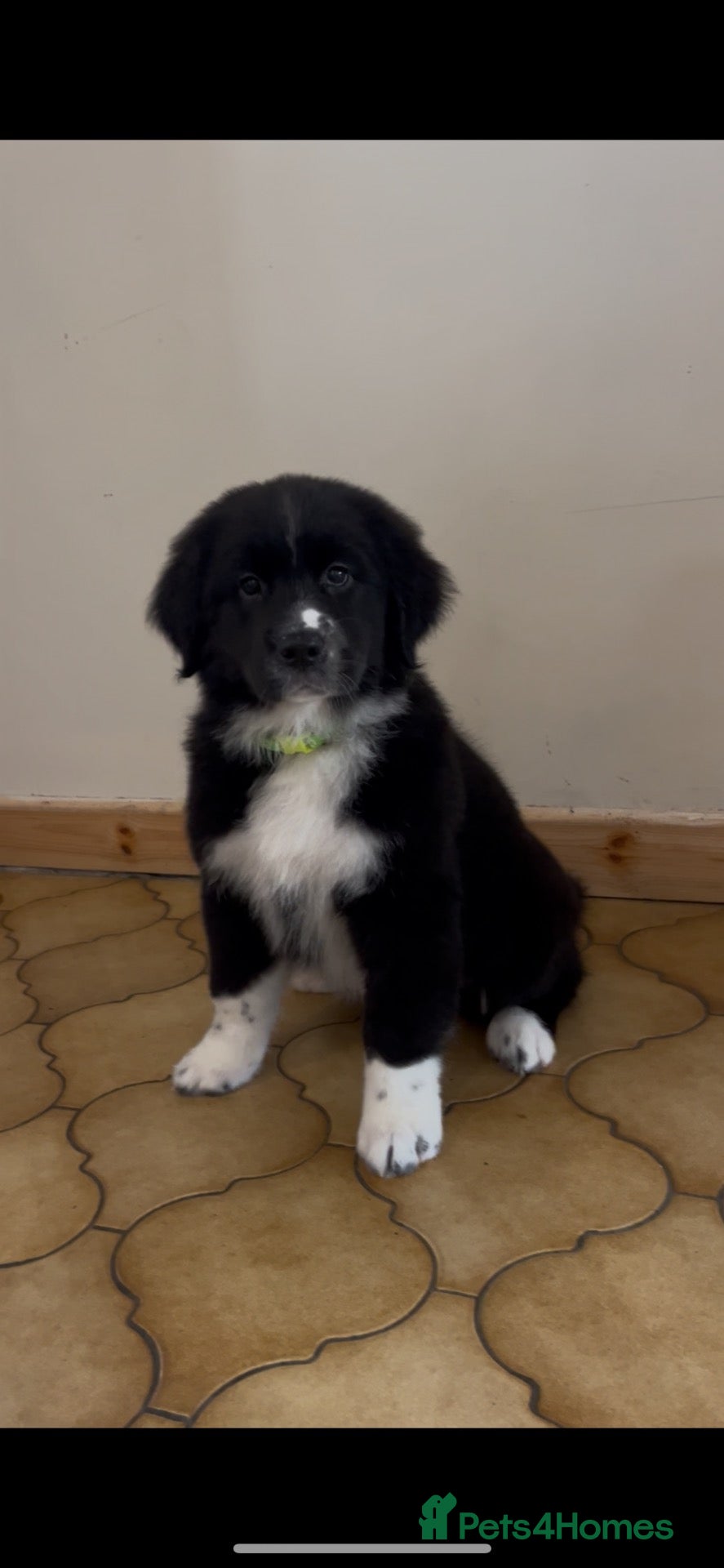 Mixed Breed dogs Golden Retriever x Australian Shepherd Puppies - Advert 1
