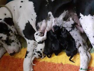 Great Dane dogs for sale - Advert 1