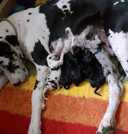 Great Dane dogs - Advert 1