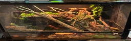 Gecko reptiles for sale: Gecko and enclosure  - Advert 3