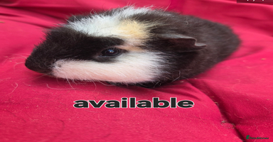 Guinea Pig rodents - Advert 12