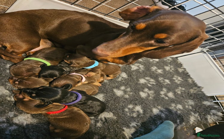 Miniature Dachshund dogs - Advert 1